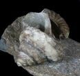 Fantastic Association (Gastropod, Ammonite, Belemnite) - England #63383-2
